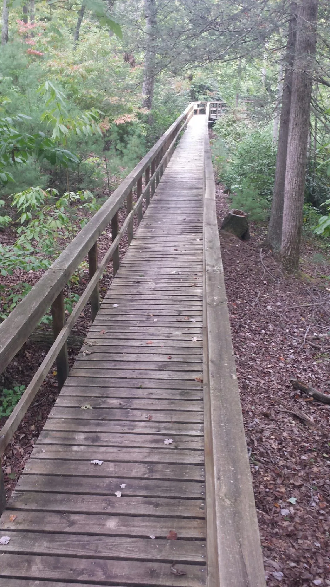 Long wood walkway with handrails built through the woods in Wilmington